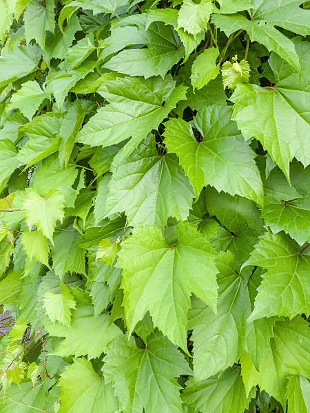 461086 - Vine (Vitis longii)