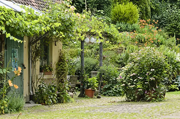 557321 - Vines (Vitis), foxgloves (Digitalis), hydrangeas (Hydrangea) and day lilies (Hemerocallis) in a backyard garden