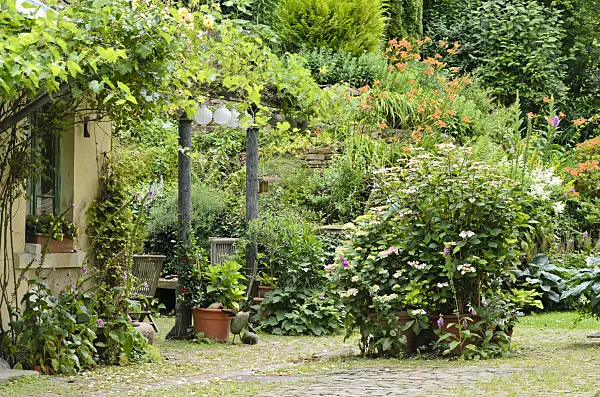 557322 - Vines (Vitis), foxgloves (Digitalis), hydrangeas (Hydrangea) and day lilies (Hemerocallis) in a backyard garden