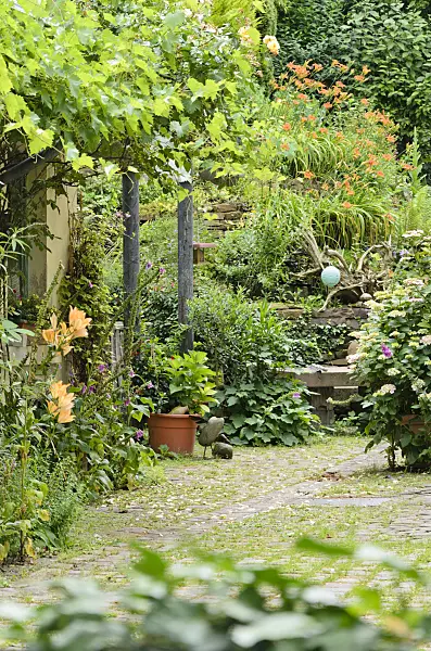557323 - Vines (Vitis), lilies (Lilium), hydrangeas (Hydrangea) and day lilies (Hemerocallis) in a backyard garden