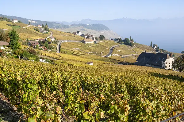 453174 - Vineyards at Lake Geneva, Lavaux, Switzerland