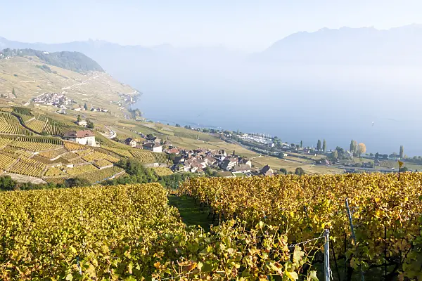 453176 - Vineyards at Lake Geneva, Lavaux, Switzerland