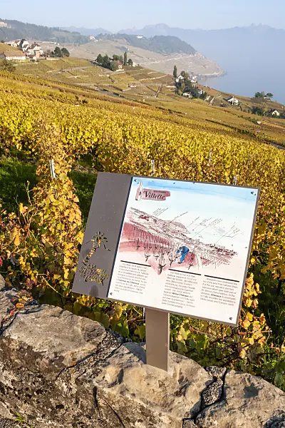 453178 - Vineyards at Lake Geneva, Lavaux, Switzerland