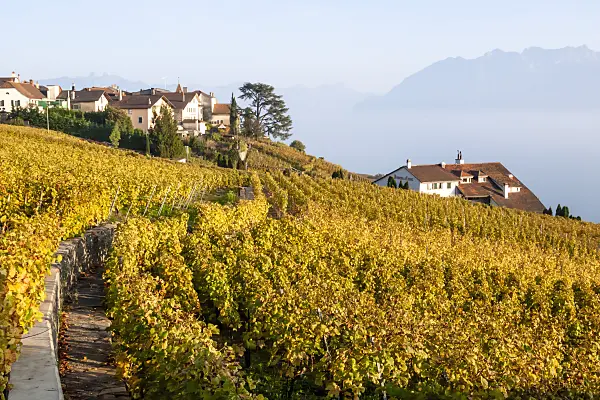453179 - Vineyards at Lake Geneva, Lavaux, Switzerland