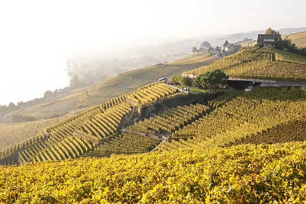 453180 - Vineyards at Lake Geneva, Lavaux, Switzerland