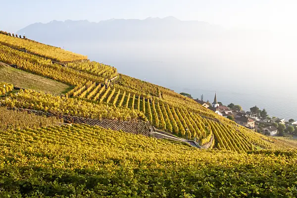 453181 - Vineyards at Lake Geneva, Lavaux, Switzerland