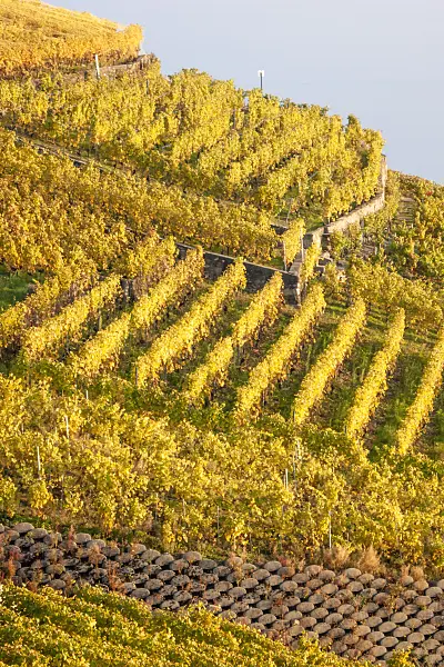 453182 - Vineyards at Lake Geneva, Lavaux, Switzerland