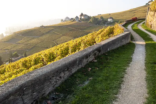 453183 - Vineyards at Lake Geneva, Lavaux, Switzerland