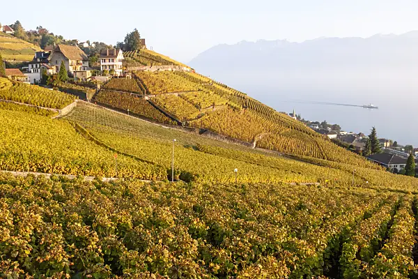 453185 - Vineyards at Lake Geneva, Lavaux, Switzerland