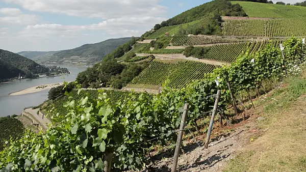 511169 - Vineyards near Assmannshausen, Upper Middle Rhine Valley, Germany