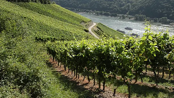 511171 - Vineyards near Assmannshausen, Upper Middle Rhine Valley, Germany