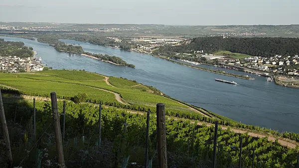 511177 - Vineyards near Rüdesheim am Rhein, Upper Middle Rhine Valley, Germany
