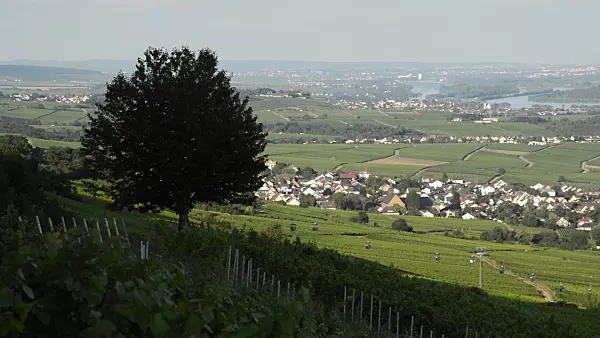 511178 - Vineyards near Rüdesheim am Rhein, Upper Middle Rhine Valley, Germany