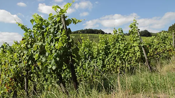 511170 - Vineyards, Upper Middle Rhine Valley, Germany
