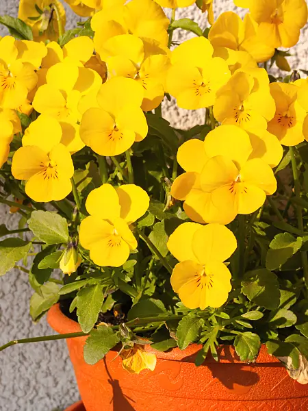 400062 - Violet (Viola)