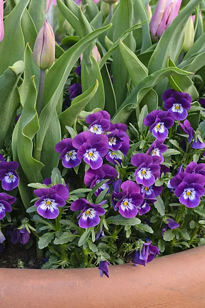 471217 - Violet (Viola) and tulip (Tulipa)