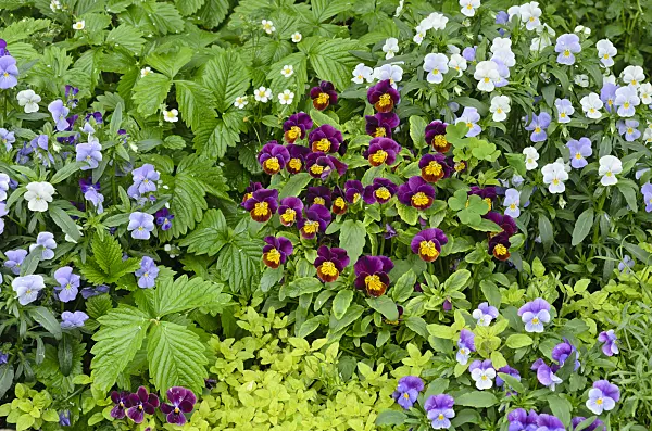 508145 - Violets (Viola)