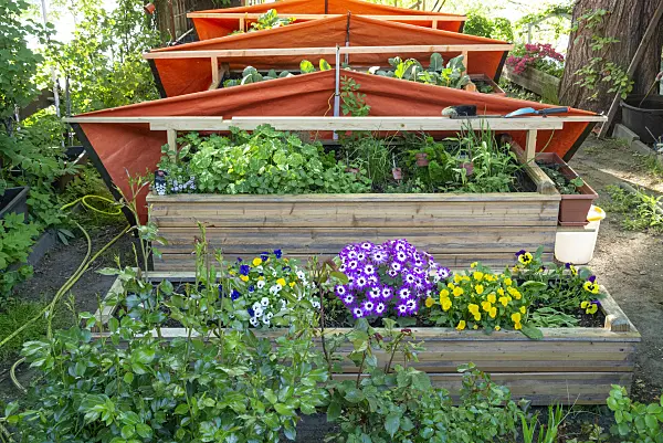 625037 - Violets (Viola) and cineraria (Pericallis) in raised beds