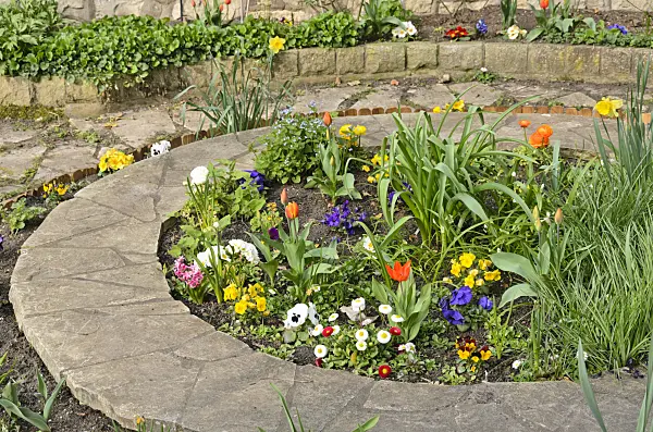 555057 - Violets (Viola), common daisy (Bellis), primroses (Primula) and tulips (Tulipa) in a round bed