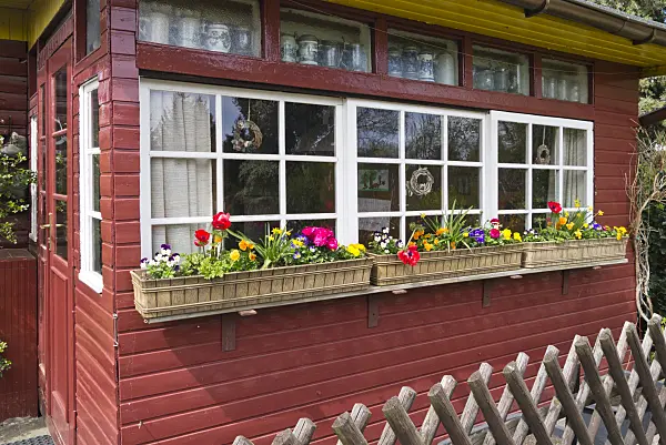 556077 - Violets (Viola), daffodils (Narcissus) and spring anemones (Anemone coronaria) in flower boxs