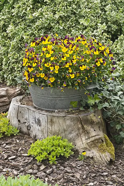 608058 - Violets (Viola) in a tin trough on a tree stump
