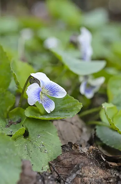 507055 - Violette de la Pentecôte (Viola sororia)