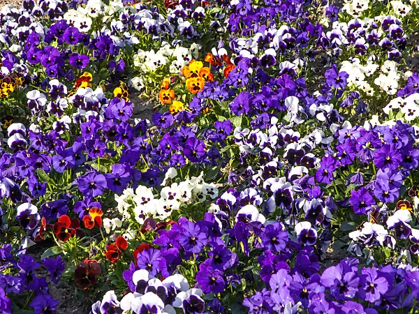 459026 - Violette multicaule (Viola x wittrockiana)