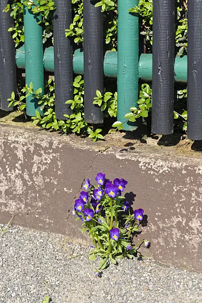 484178 - Violette (Viola) devant une clôture de jardin