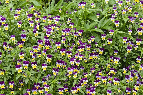508134 - Violettes (Viola)