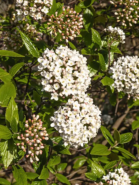 459024 - Viorne de Burkwood (Viburnum x burkwoodii)