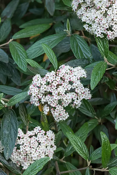 675382 - Viorne (Viburnum Pragense)