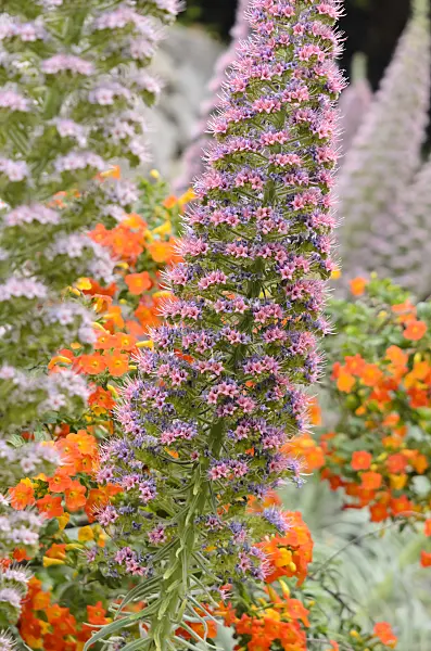 533051 - Viper's bugloss (Echium)