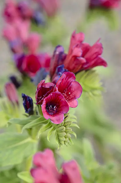 533287 - Viper's bugloss (Echium amoenum)