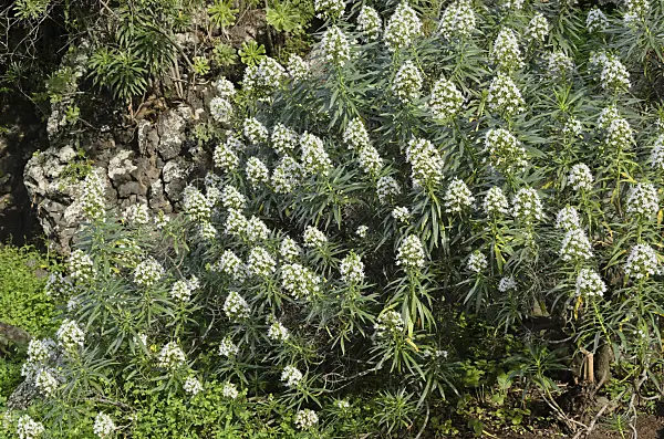 564158 - Viper's bugloss (Echium decaisnei)