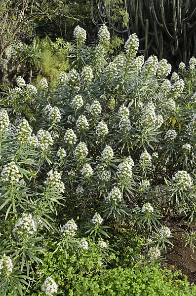 564159 - Viper's bugloss (Echium decaisnei)