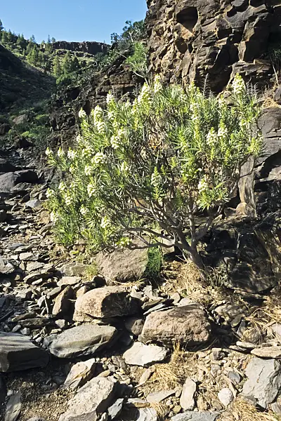 397103 - Viper's bugloss (Echium decaisnei), Pilancones Nature Reserve, Gran Canaria, Spain