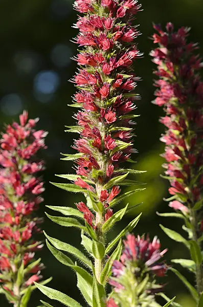 521041 - Viper's bugloss (Echium maculatum syn. Pontechium maculatum)