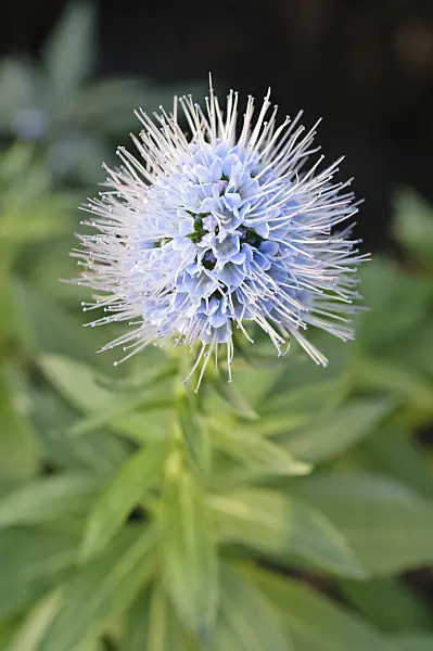 492017 - Viper's bugloss (Echium nervosum)