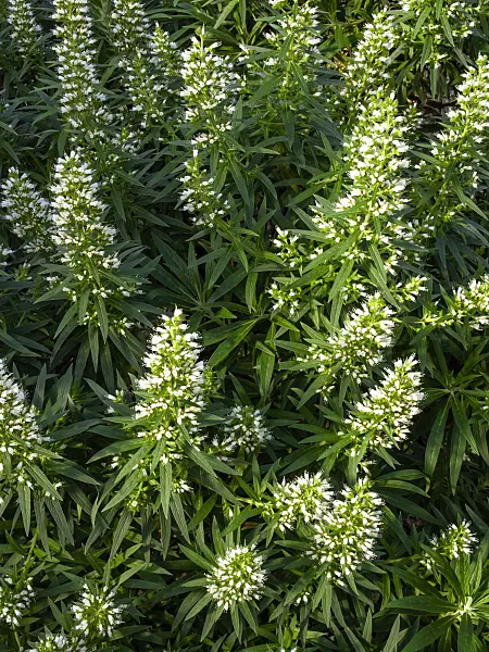 447010 - Viper's bugloss (Echium onosmifolium)