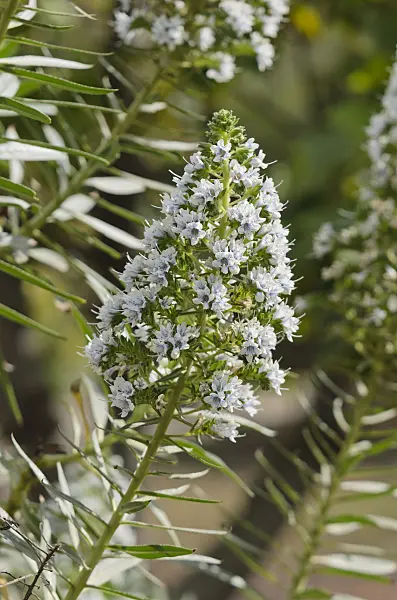 564139 - Viper's bugloss (Echium onosmifolium)