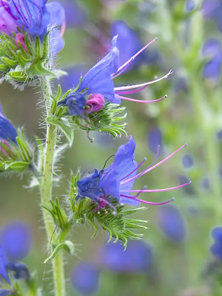 440256 - Viper's bugloss (Echium vulgare)
