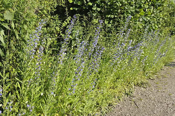 473292 - Viper's bugloss (Echium vulgare)