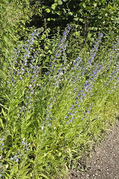 473293 - Viper's bugloss (Echium vulgare)