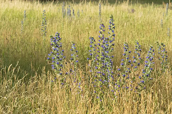 509169 - Viper's bugloss (Echium vulgare)