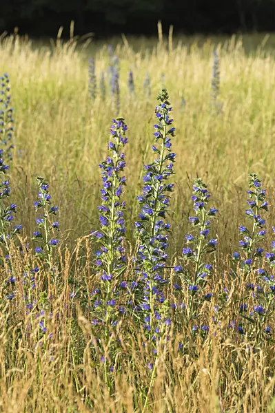 509170 - Viper's bugloss (Echium vulgare)