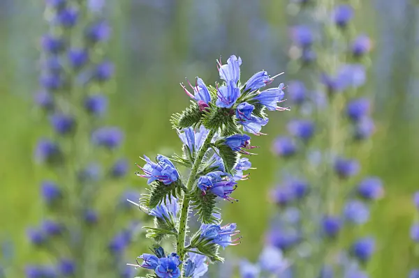 509172 - Viper's bugloss (Echium vulgare)