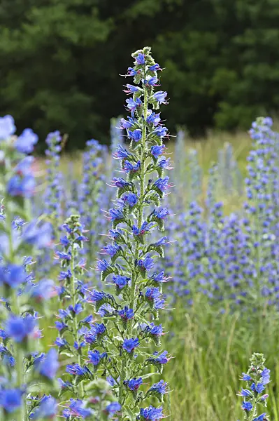 509173 - Viper's bugloss (Echium vulgare)