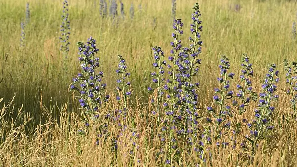 509177 - Viper's bugloss (Echium vulgare)