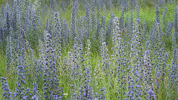 509178 - Viper's bugloss (Echium vulgare)