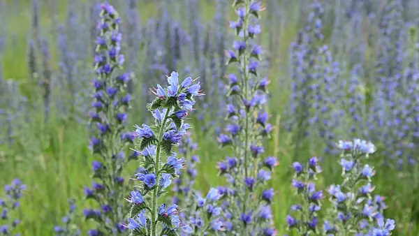 509179 - Viper's bugloss (Echium vulgare)